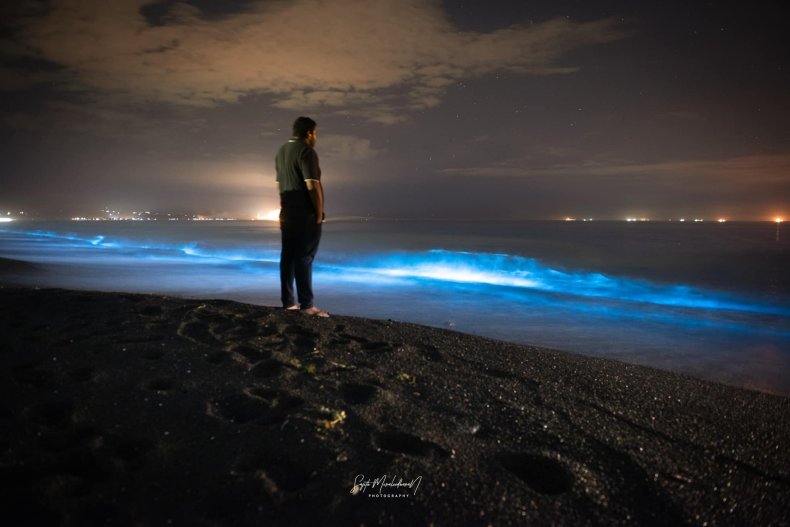 Bioluminescence
