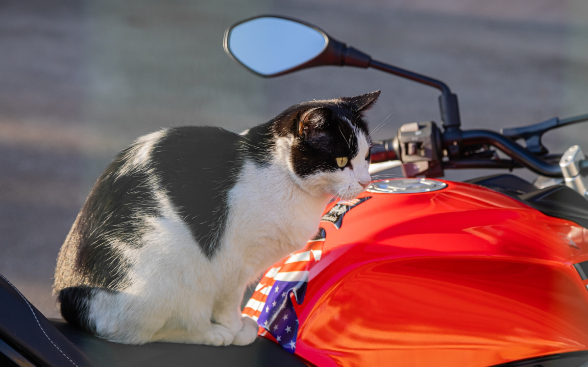 cat on motorcycle with helmet