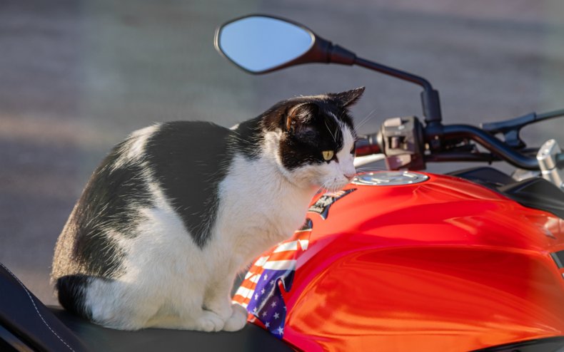 A cat on a motorcycle.