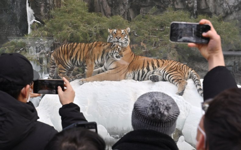 Zoo tigers