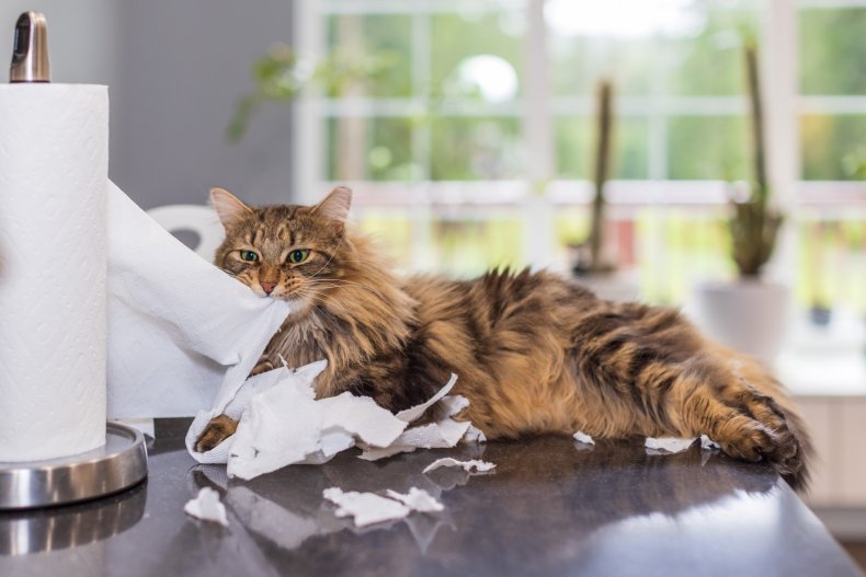 cat misbehaving