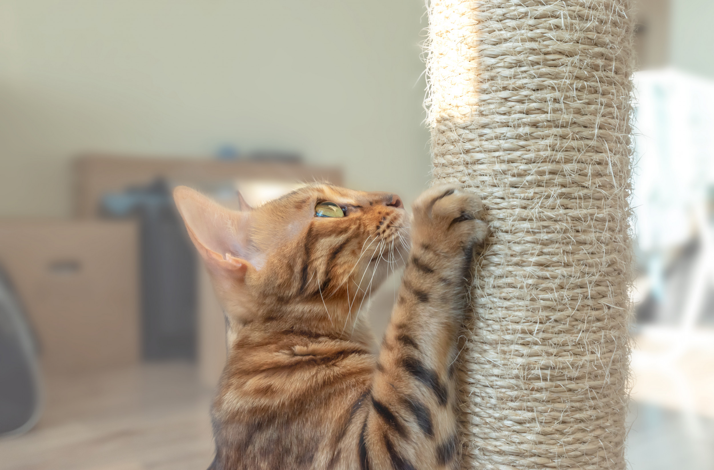 Naughty Kitten? How to Discipline Your Cat Effectively