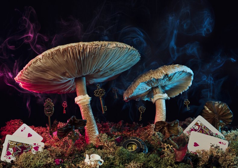 Macrolepiota procera