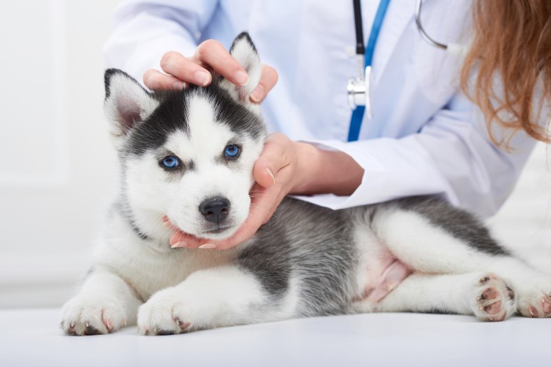 Puppy Vet