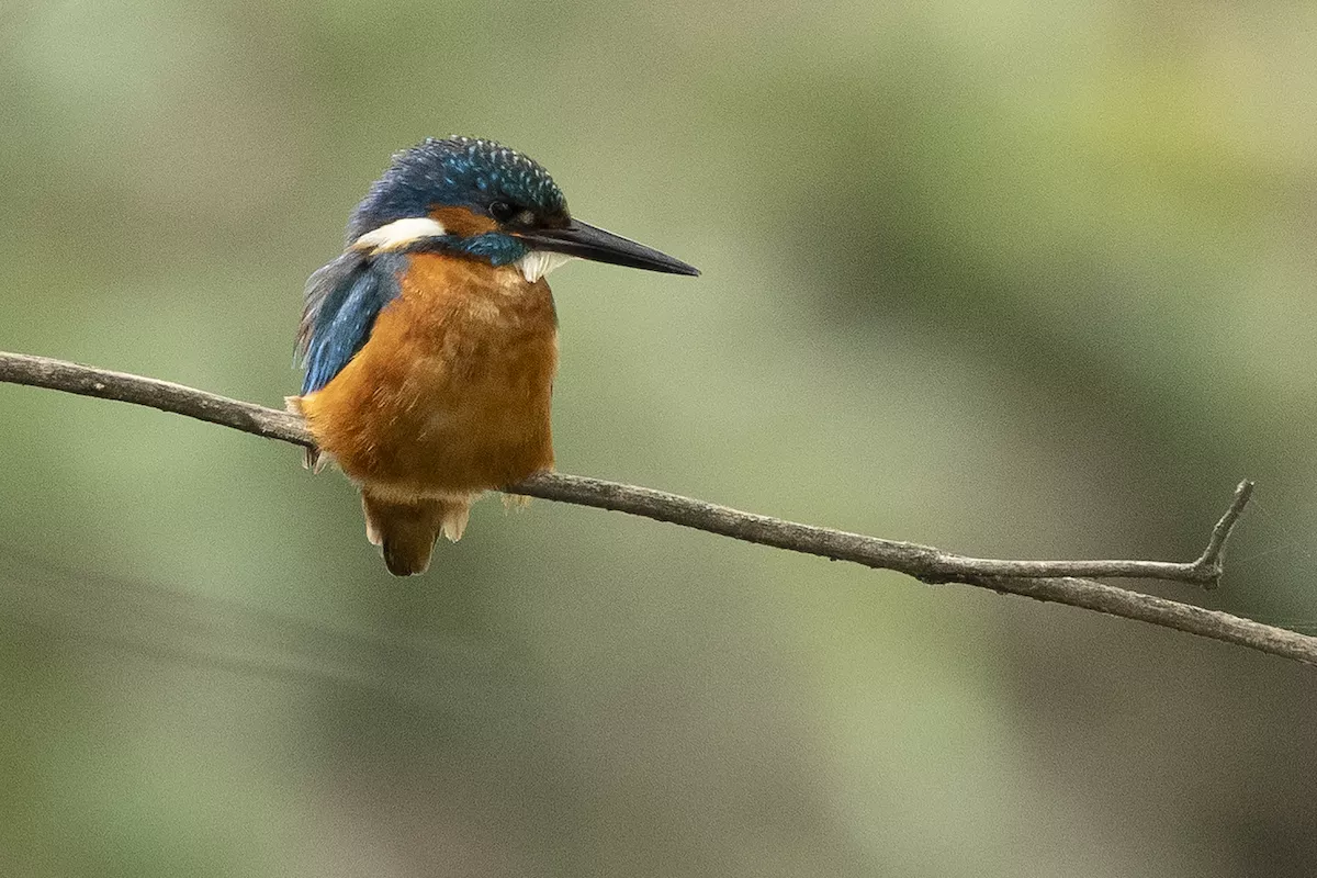 Number of Birds Living in Tropical Forests 'Has Plummeted by up to 90 Percent in just 40 Years' - Vimarsana News