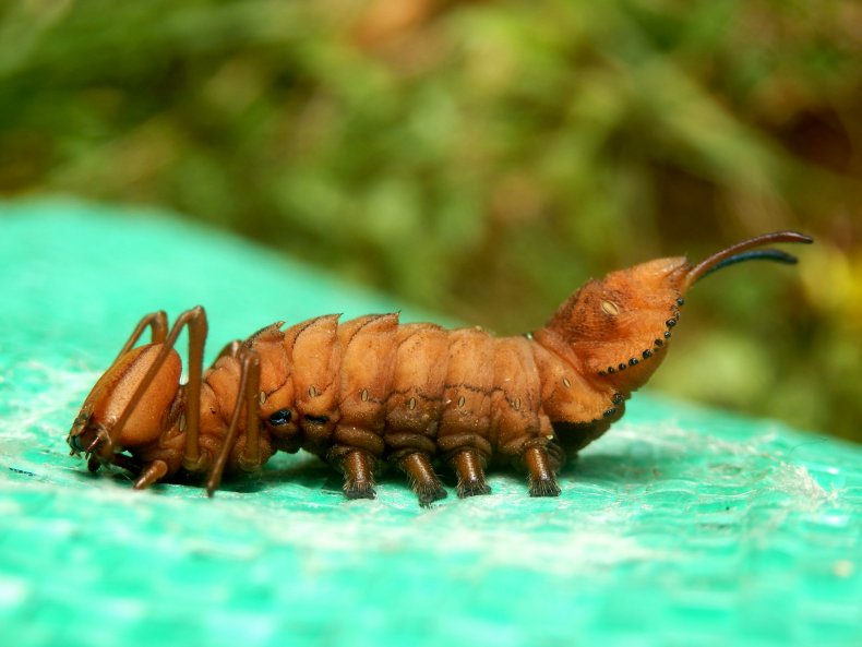 %name Foto viral de un extraño insecto langosta deja usuarios debatiendo a Internet