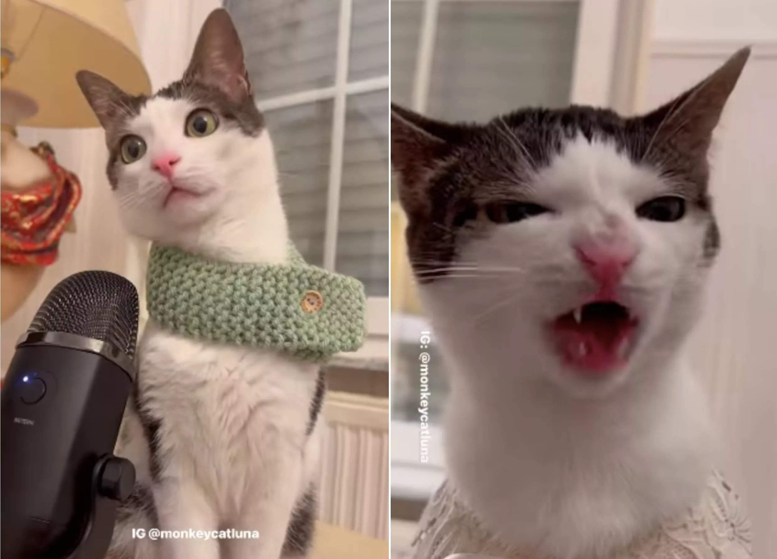 'Crunch-Tastic': Internet Obsessed With the Way This Cat Eats Treats - Vimarsana News