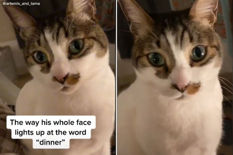 Tama the Cat Hears the Word "Dinner"