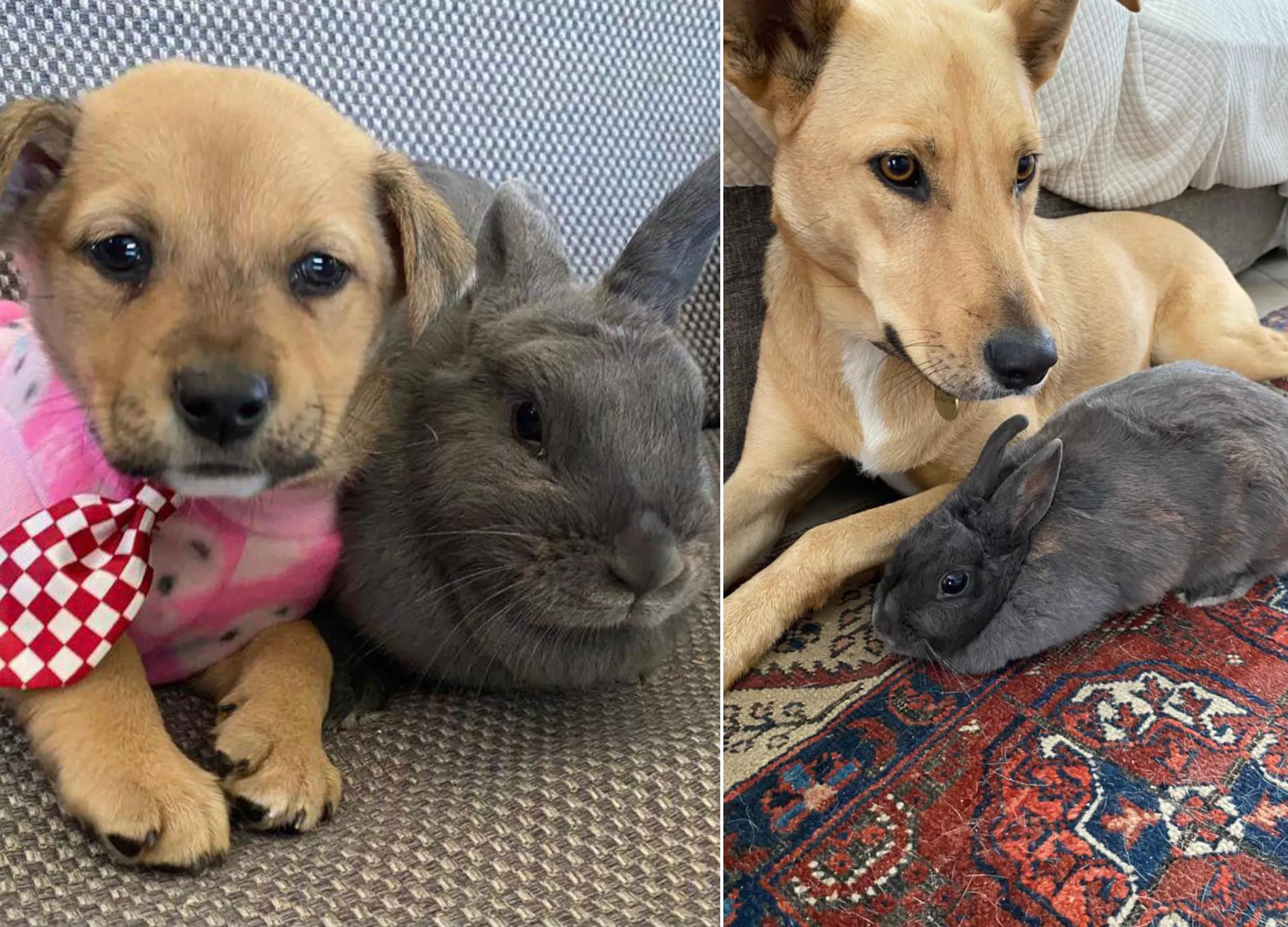 Rabbit and Dog Friendship After Growing Up Together Melts Hearts Online - Vimarsana News