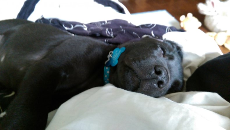 A dog sleeping with their eyes open.
