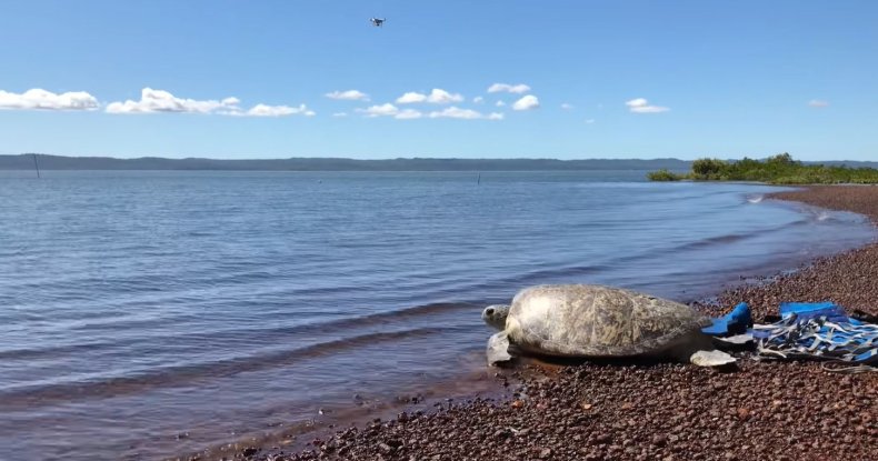 Sea turtle
