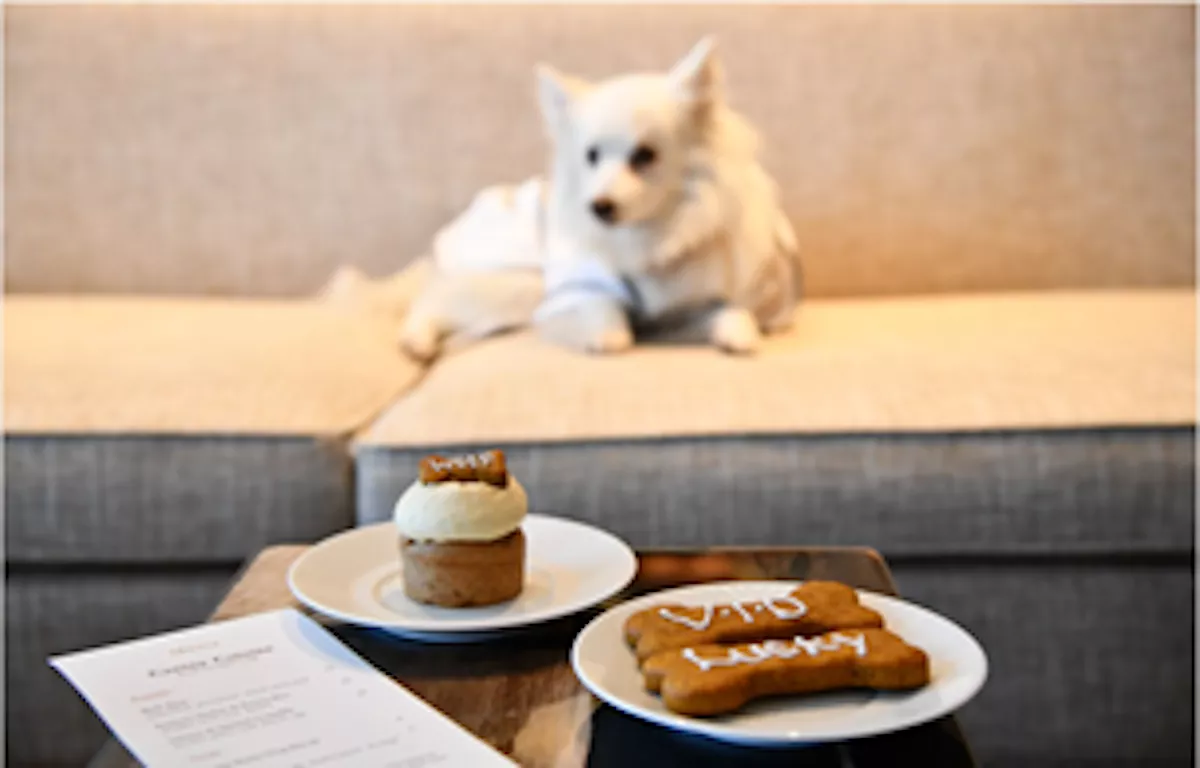 Happy National Pet Day! 11 Pet-Friendly Hotels With Perks and Amenities for Your Dog - Vimarsana News