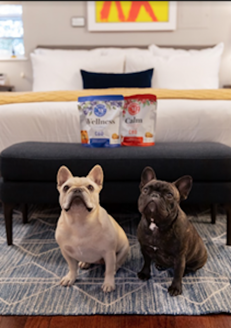 dog friendly hotels 4