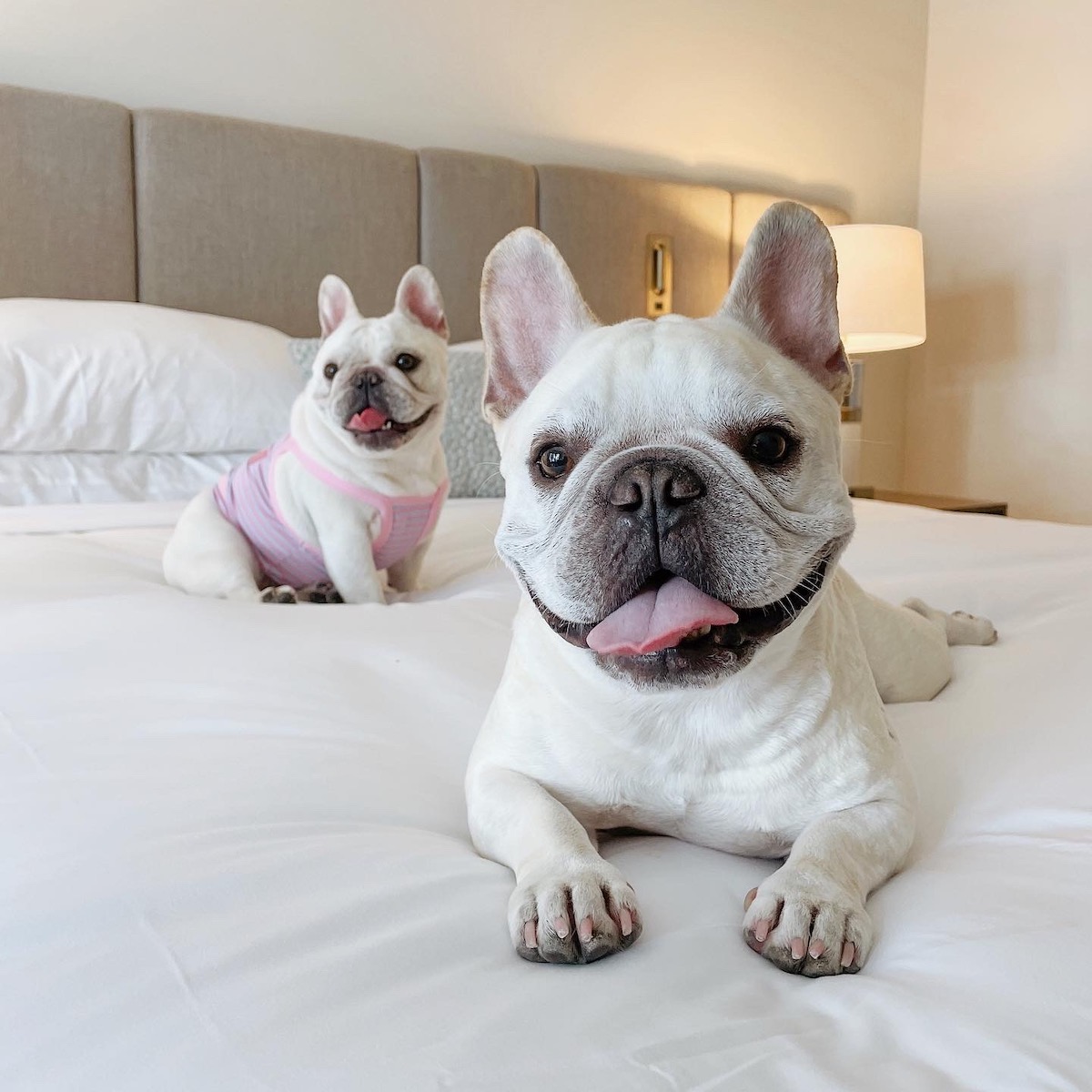 dog friendly hotels 0