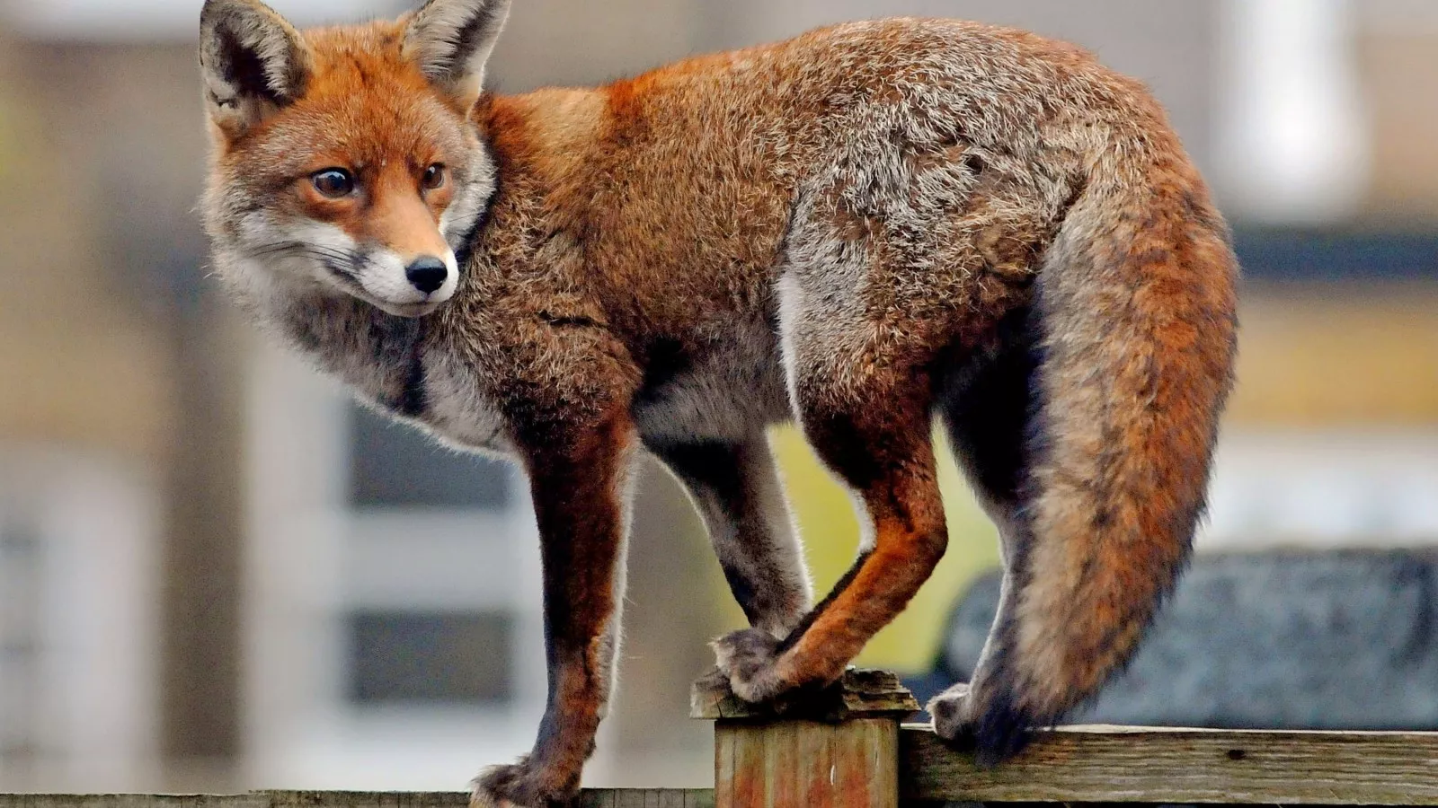 Red Fox That 'Bit or Nipped' Several at Capitol Tests Positive for Rabies
