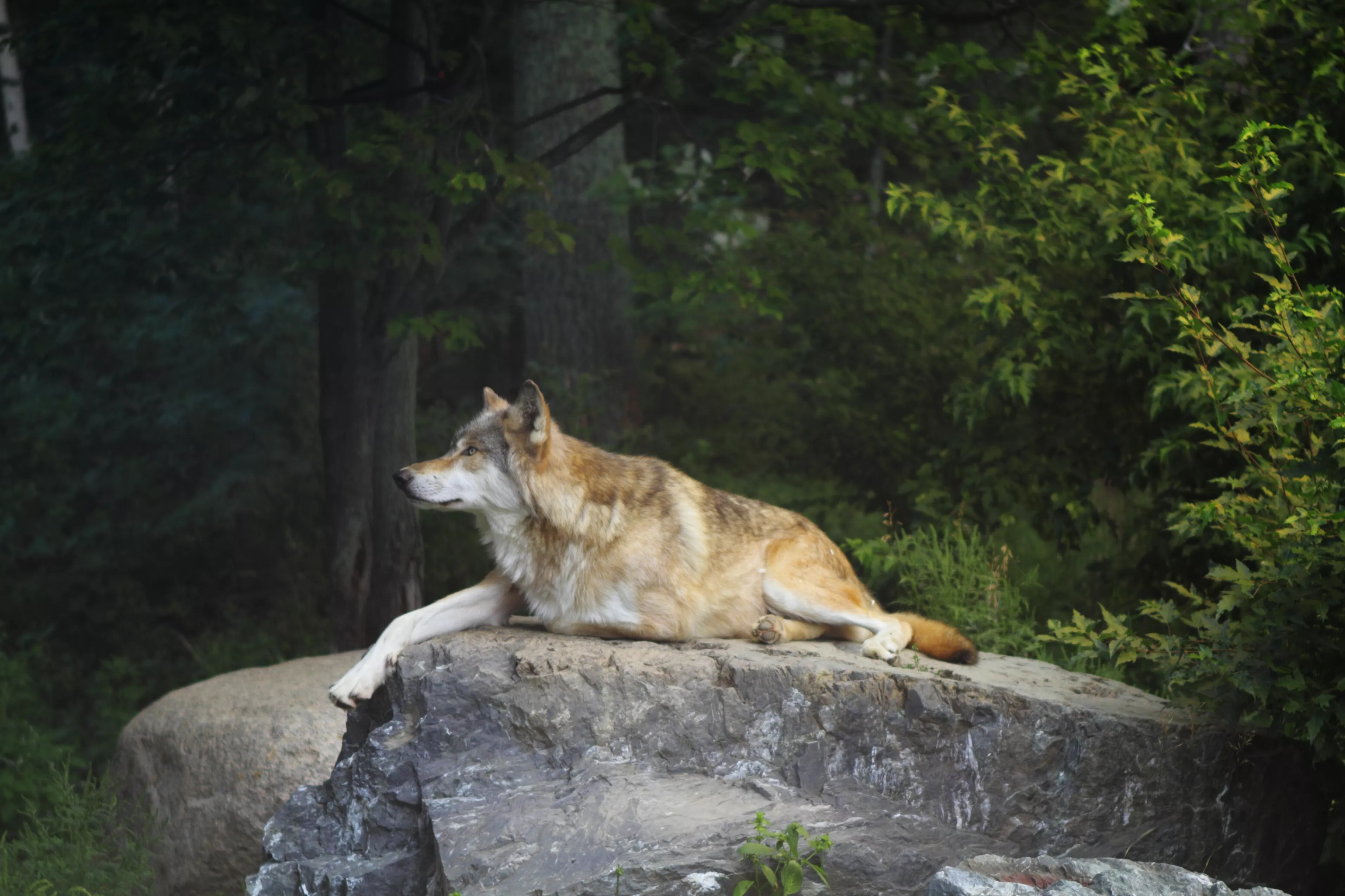 Watch Day in the Life of a Minnesota Wolf As It Hunts in Brutal Heat - Vimarsana News