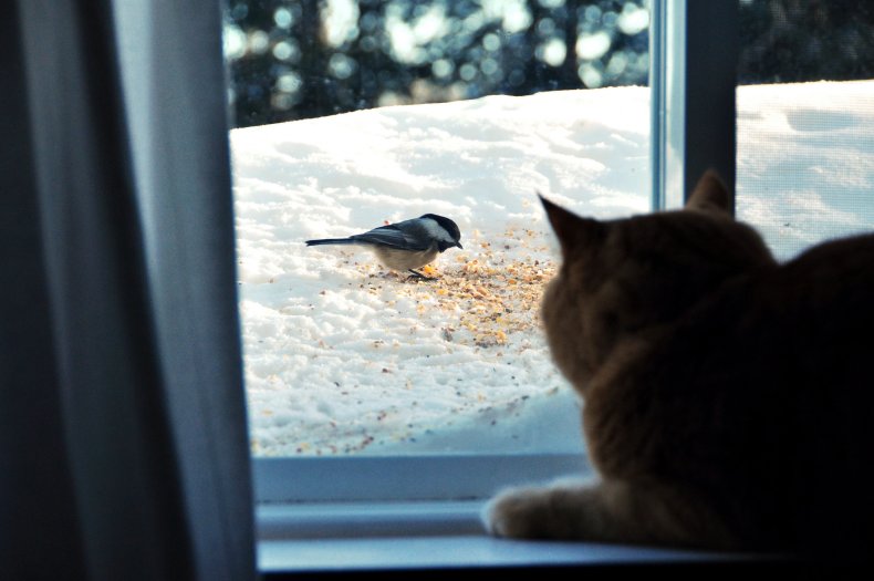 Cat watching birds