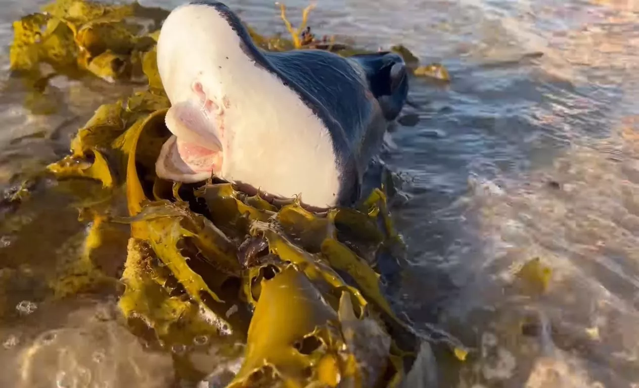 'Alien' Creature With Human Lips Washes up on Australian Beach - Vimarsana News