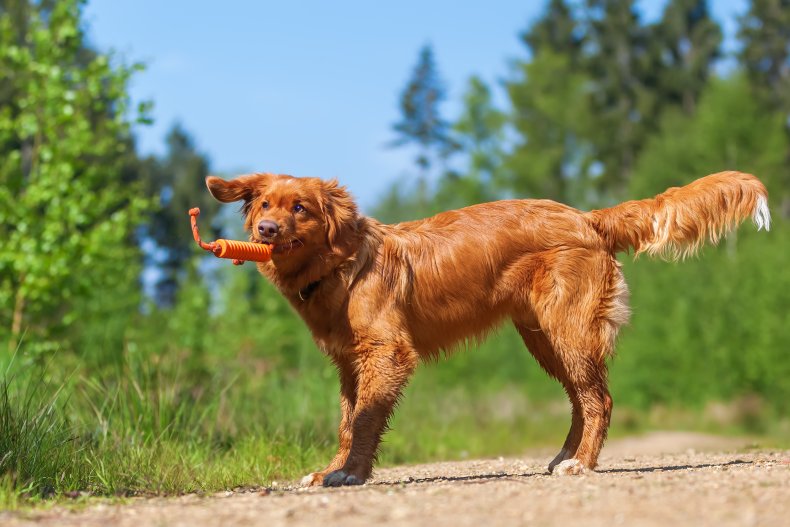 Nova Scotia Duck Tolling Retriever