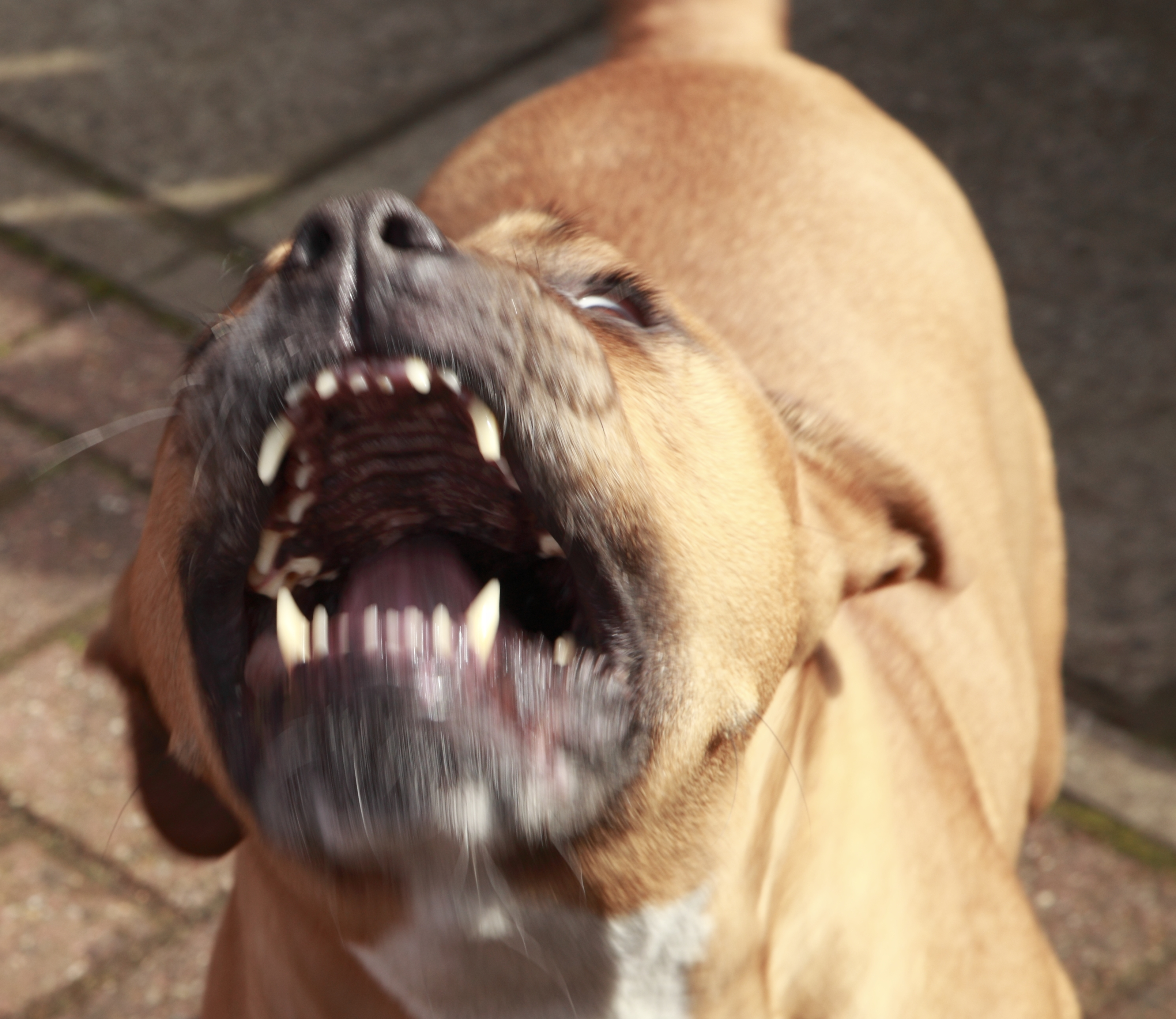 pitbull teeth