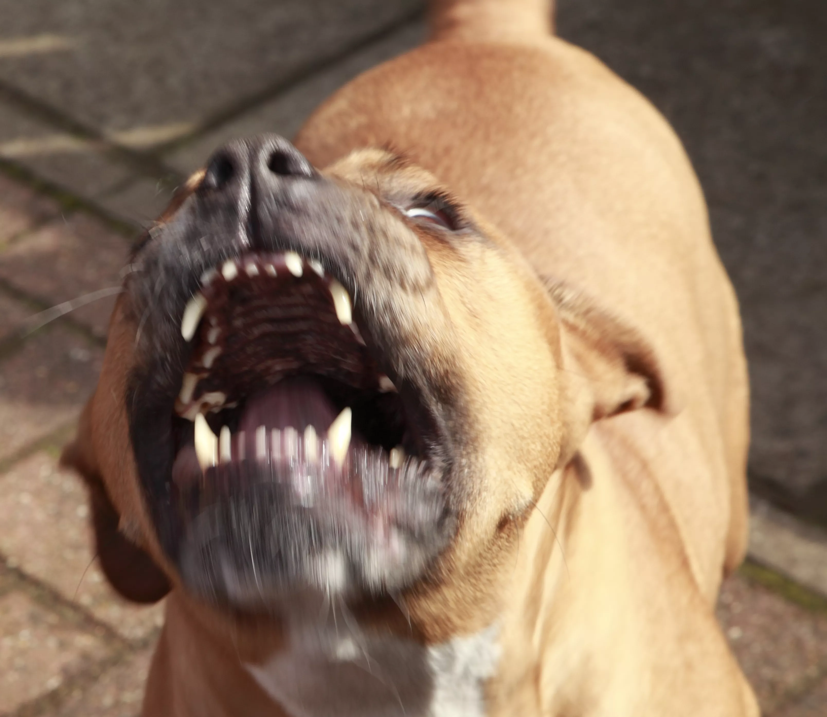 California Girl, 3, Mauled in Face, Arms and Stomach by Pitbull - Vimarsana News