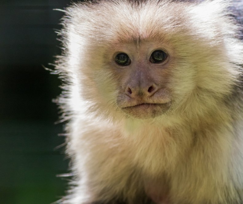 capuchin monkey