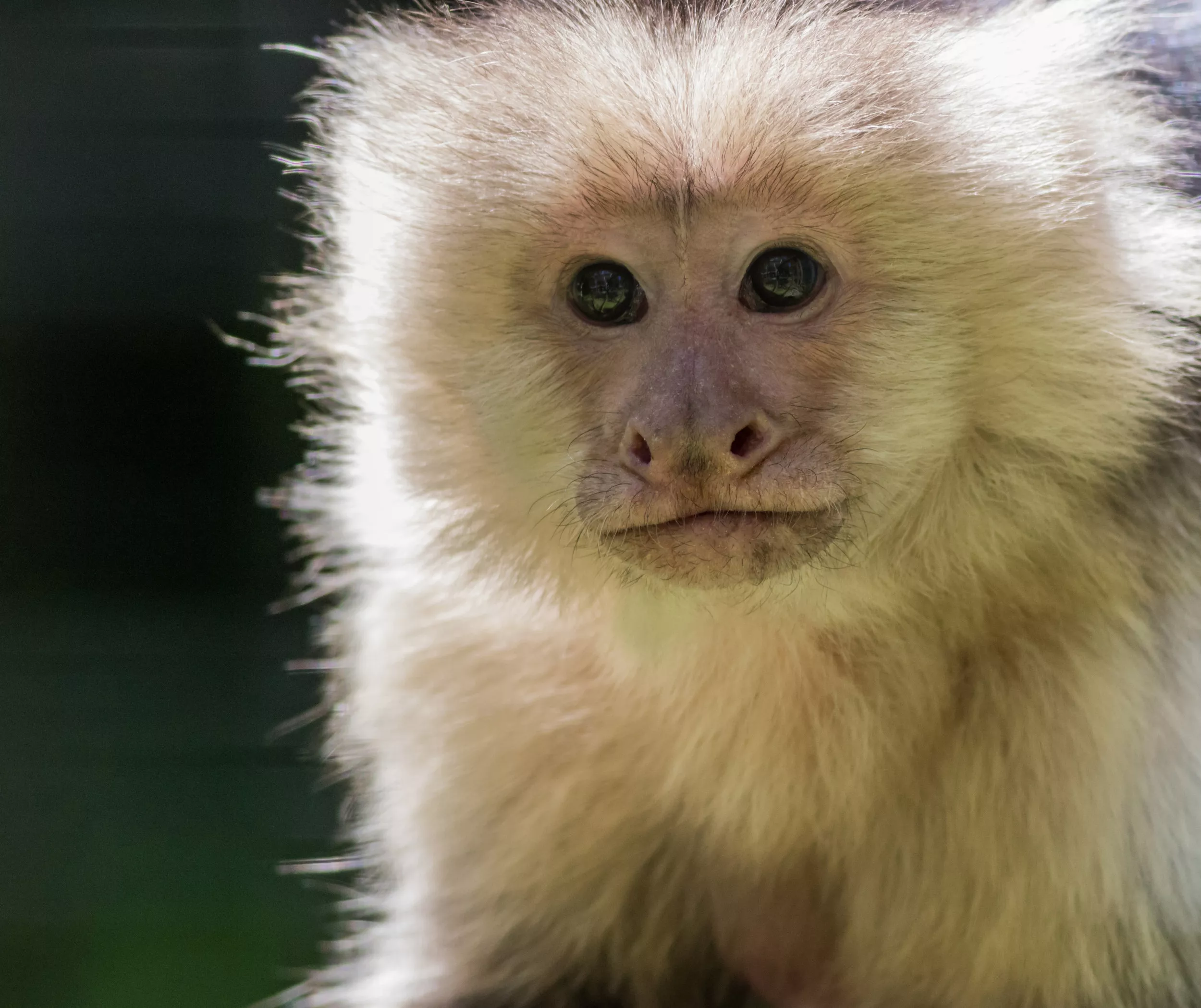 Pet Capuchin Monkey Coco Chanel Stolen from Minnesota Car Parked at Store - Vimarsana News