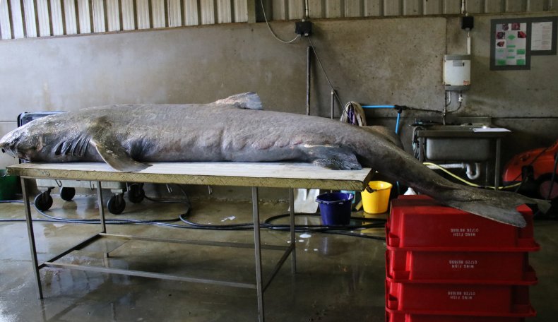 Greenland shark