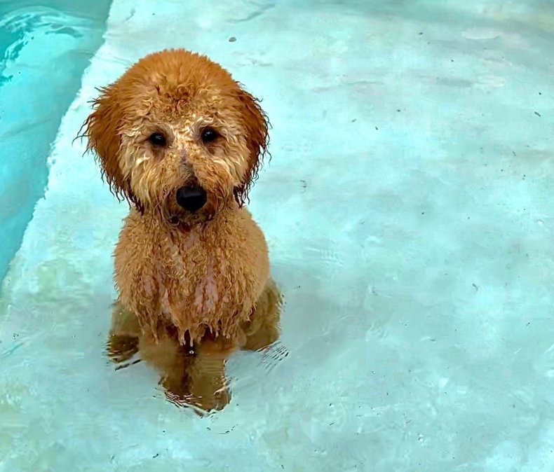 Dog in swimming pool