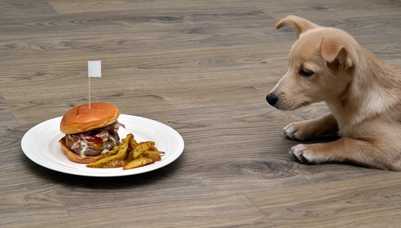 Dog and burger