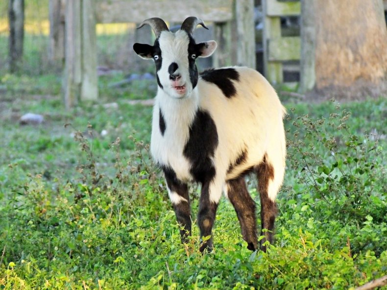 Fainting goat in field