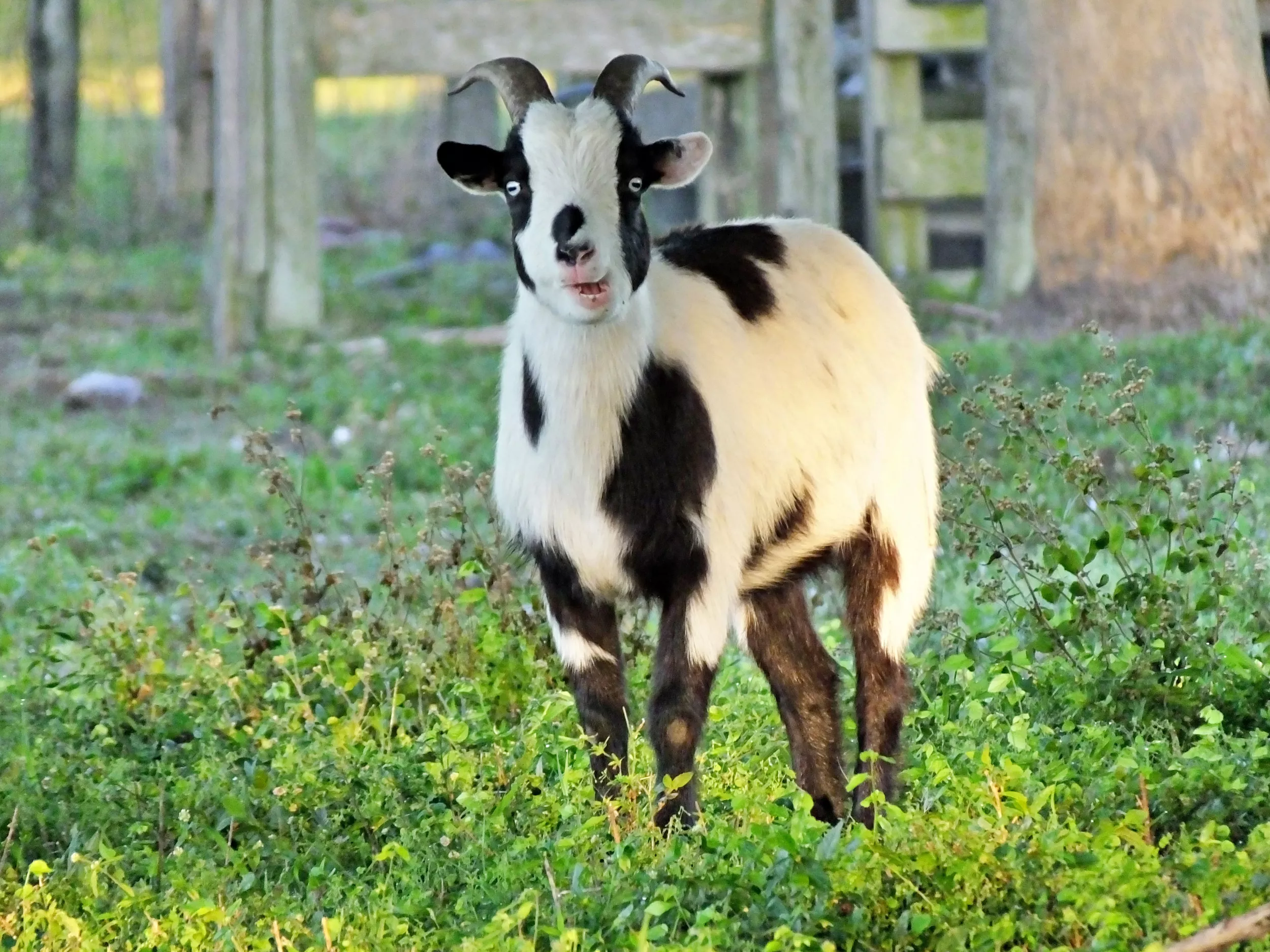 Internet in Stitches Over Calf Who Scares Fainting Goat in Clip: 'Too Cute' - Vimarsana News
