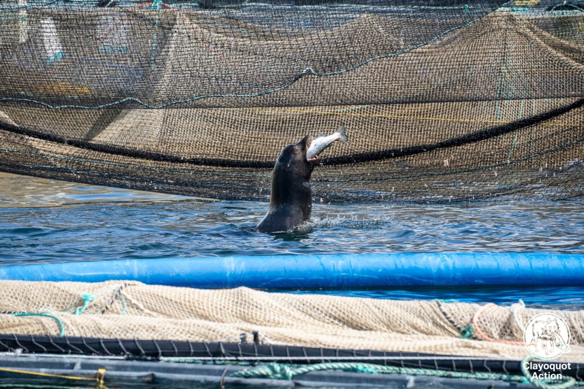 Sea Lions Invade Salmon Farm