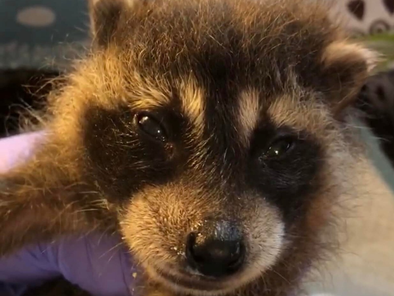 Baby Raccoon Dog baby-raccoon-dog