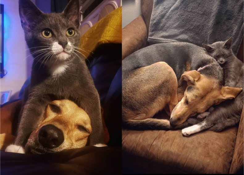 Unconditional Love': Dog and Cat That Are Best Friends Melt Hearts Online