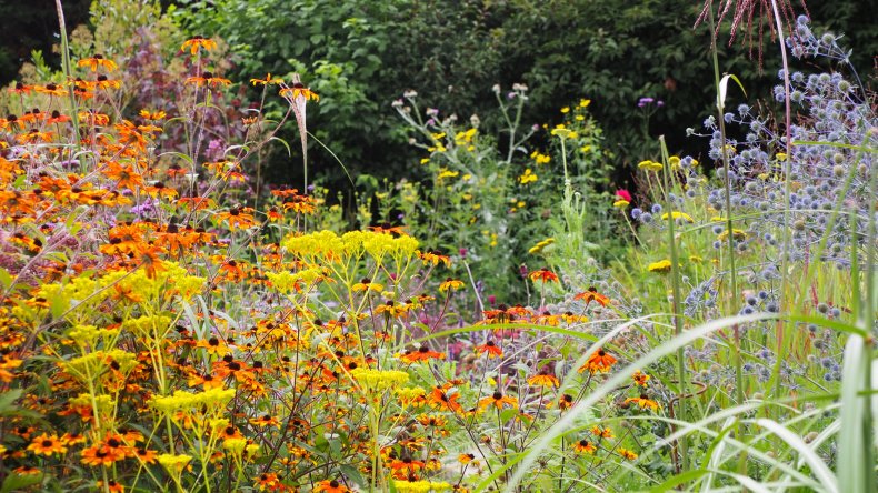 Ann-Marie Powell's flowers