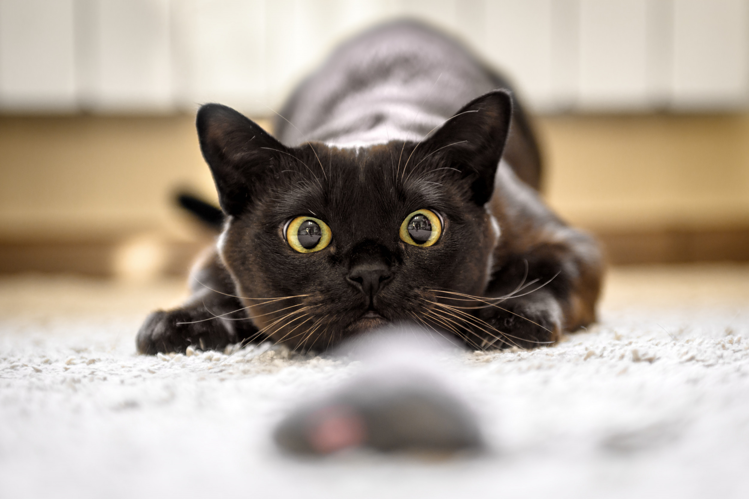 Scaredy cat pose but make it laying down : r/blackcats