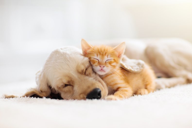 A puppy and a cat cuddling.