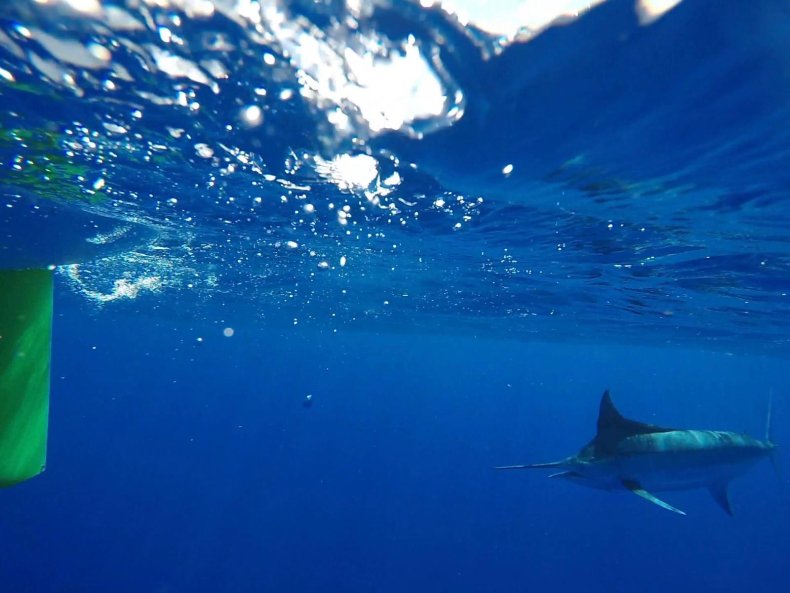 Marlin