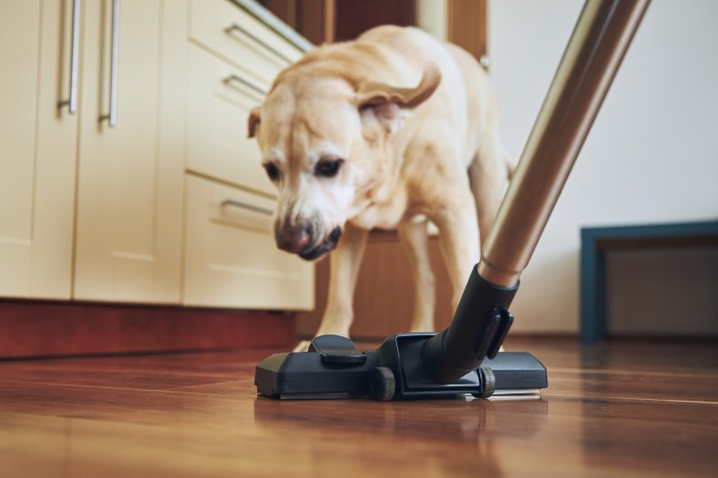 Dog and vacuum