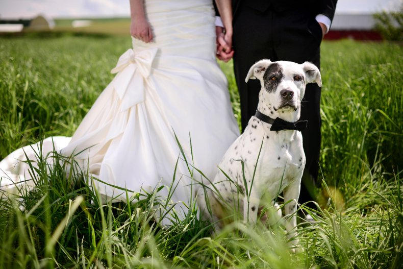 A dog at a wedding.