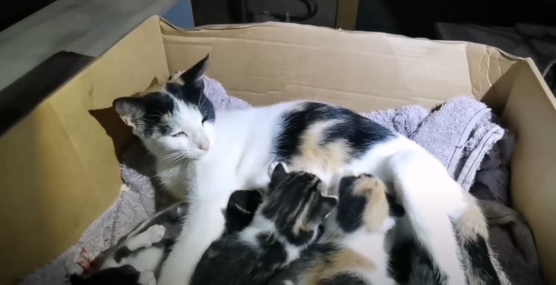 Kittens