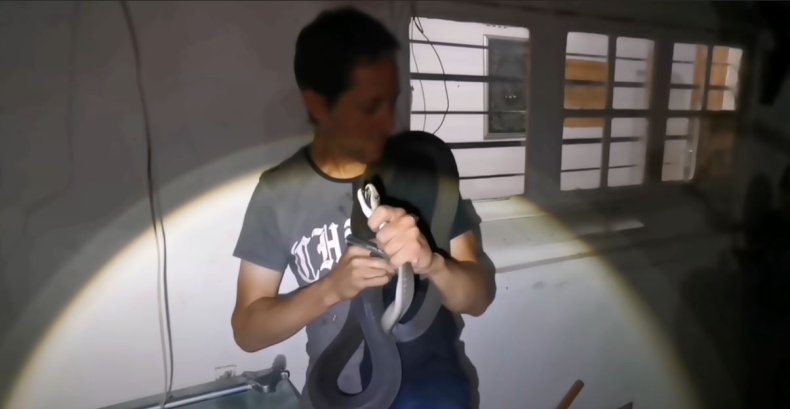 Black mamba