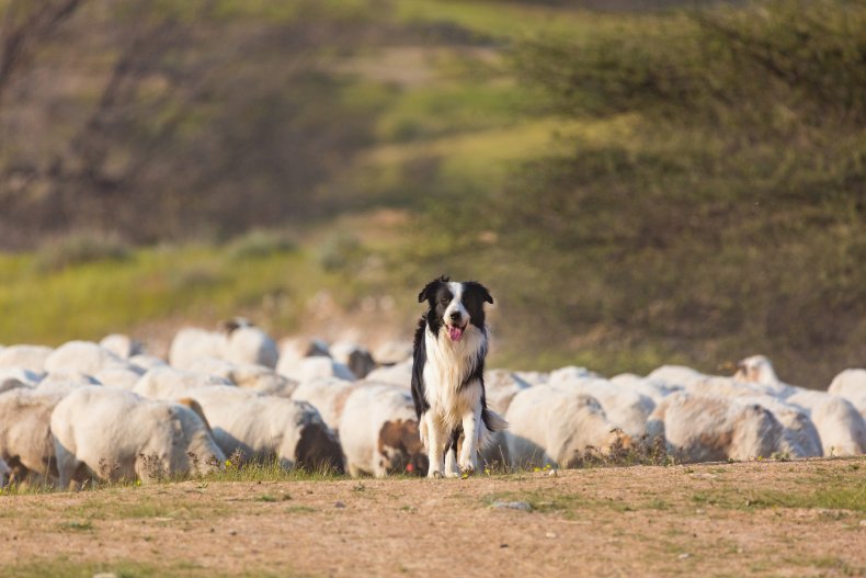 Border Collie Escaped, Brought Back Sheep