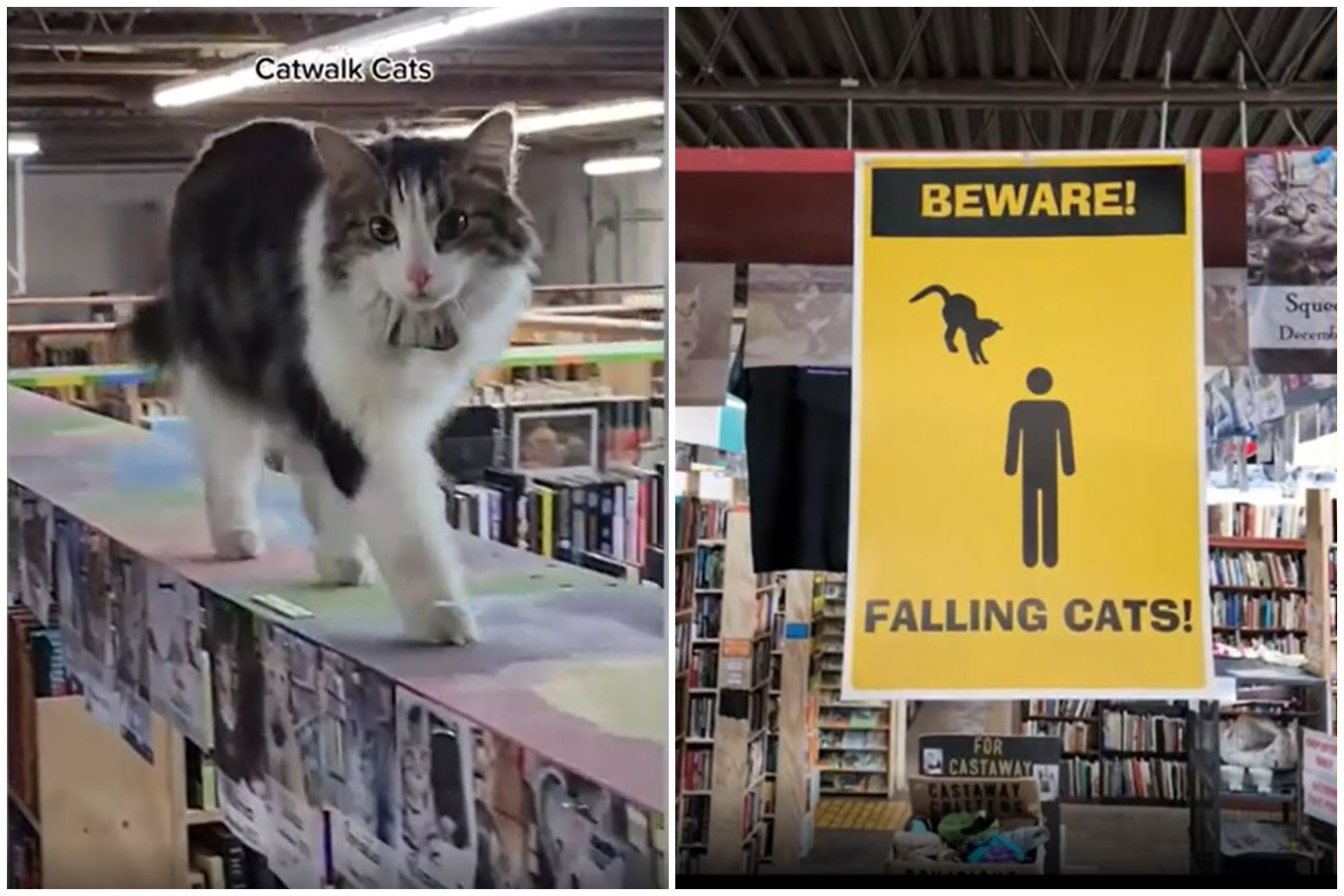 Beware Falling Cats Store s Hilarious Warning Sign as Felines Roam Free Newsweek