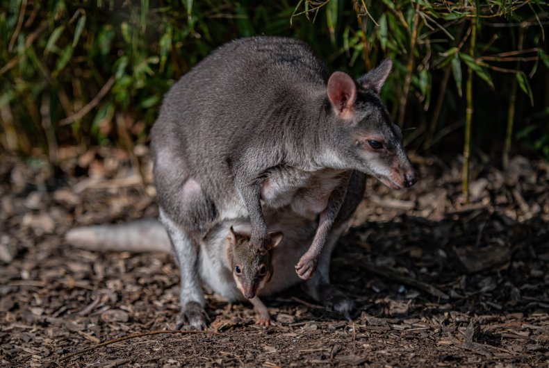 A dusky pademelon at Chester Zoo
