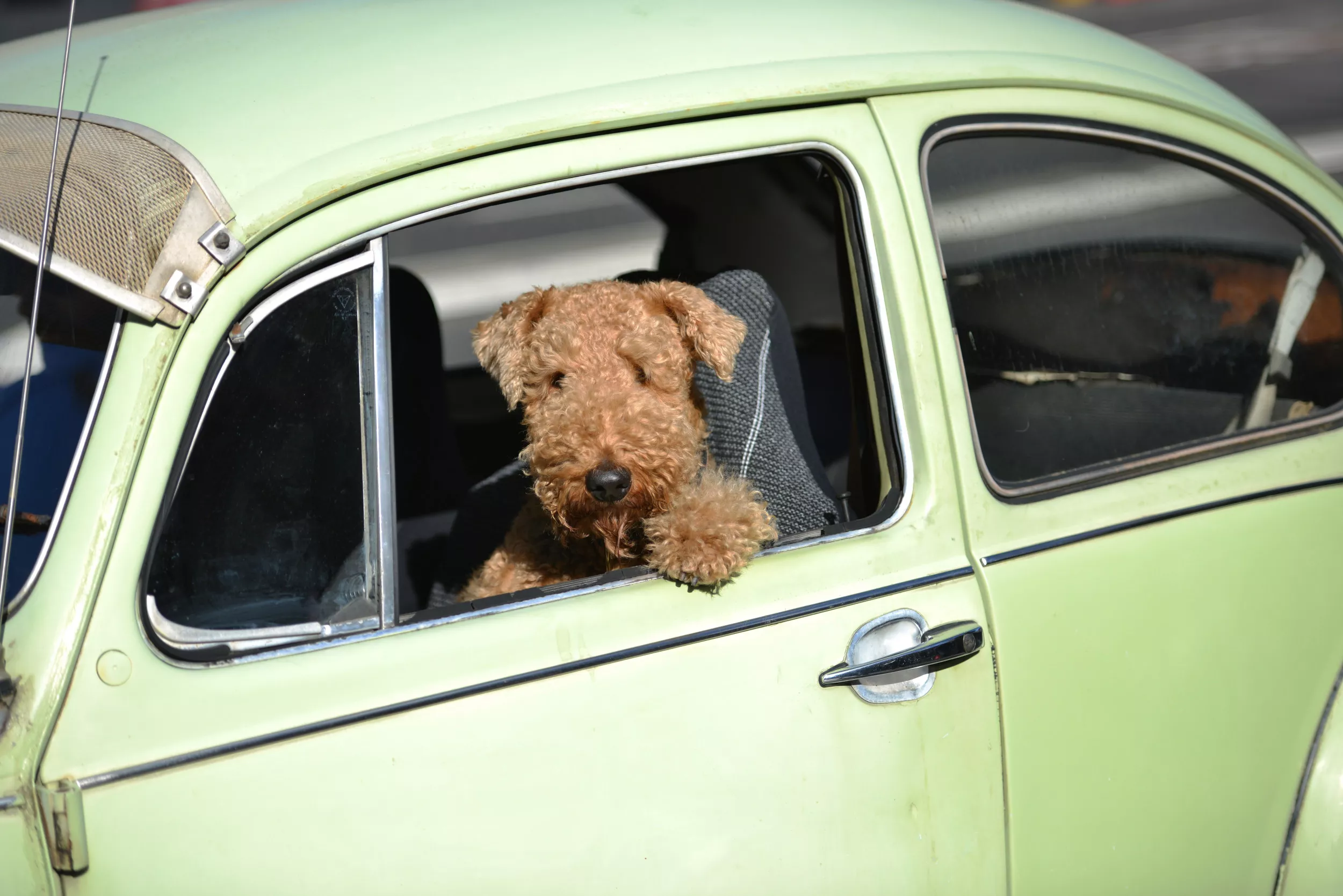 Dog 'Caught Speeding' in Photo Sent to Stunned Owner - Vimarsana News