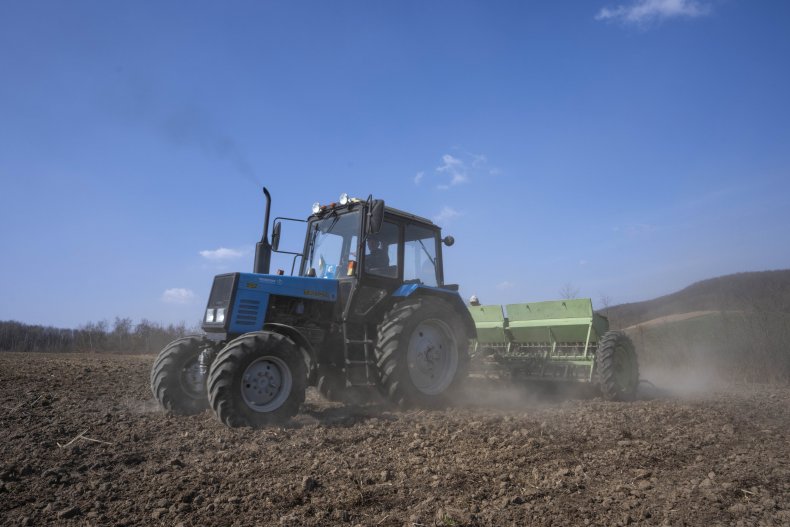 Ukraine wheat