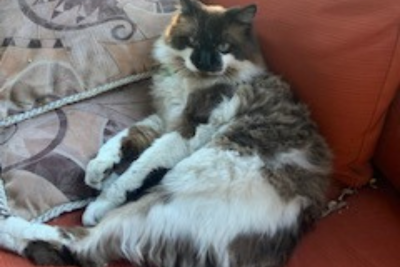 Bear The Cat Is Now Being Cloned Bear The Cat Is Now Being Cloned