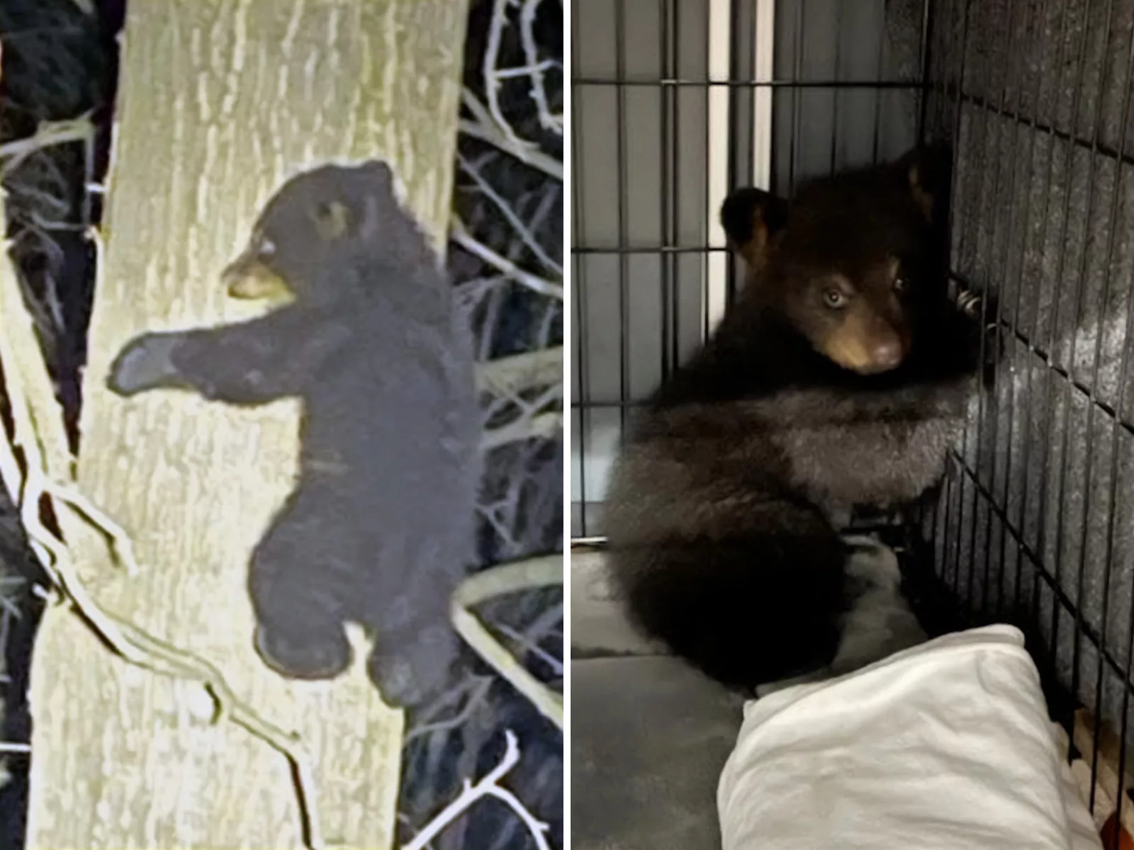 'Very Scared' Orphaned Bear Cub Rescued After Mom Killed by Car - Vimarsana News
